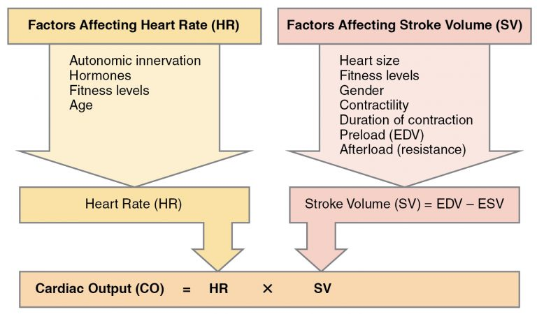 cardiac output