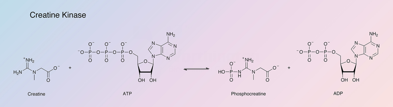 Creatine kinase or phosphocreatine kinase