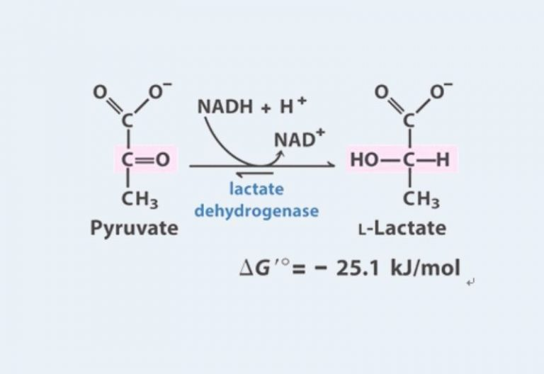 Lactate