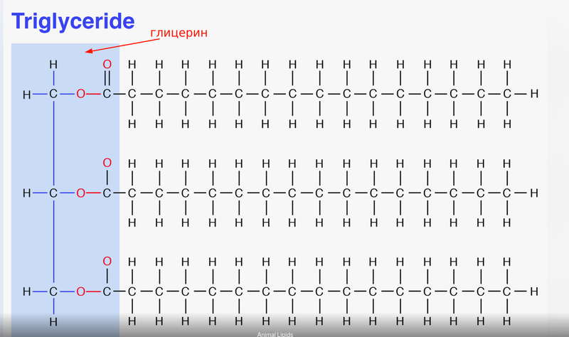 Example of a triglyceride